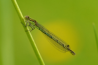 g0116. �id�lko kopovit� (Coenagrion hastulatum)