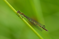 g0128. �id�lko kopovit� (Coenagrion hastulatum)