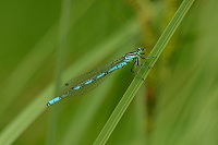 g0174. �id�lko kopovit� (Coenagrion hastulatum)