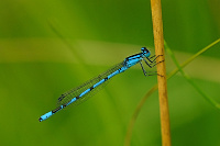 	5458.	 idlko kroukovan (Enallagma cyathigerum)