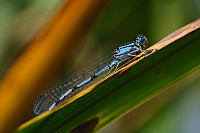 	6589.	 idlko kroukovan (Enallagma cyathigerum)