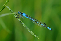 	A0979	 idlko kroukovan (Enallagma cyathigerum)