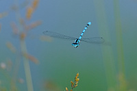 	A0983	 idlko kroukovan (Enallagma cyathigerum)
