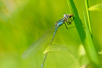 	A1594	 idlko kroukovan (Enallagma cyathigerum)
