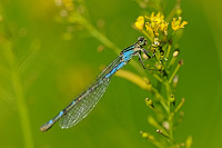 	A1613	 idlko kroukovan (Enallagma cyathigerum)