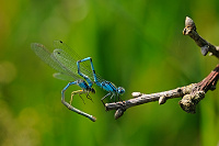 	A2423	 idlko kroukovan (Enallagma cyathigerum)