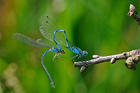 	A2426	 idlko kroukovan (Enallagma cyathigerum)