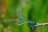 	A2429	 idlko kroukovan (Enallagma cyathigerum)