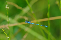 	A2437	 idlko kroukovan (Enallagma cyathigerum)