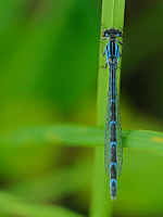 	A2799	 idlko kroukovan (Enallagma cyathigerum)