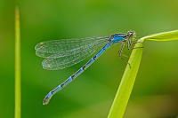 	A2822	 idlko kroukovan (Enallagma cyathigerum)