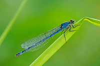 	A2845	 idlko kroukovan (Enallagma cyathigerum)