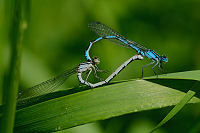 	b1319	 idlko kroukovan (Enallagma cyathigerum)