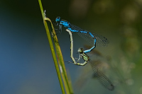 b2769 idlko kroukovan (Enallagma cyathigerum)