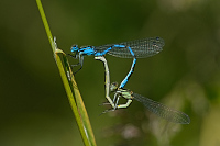 b2779 idlko kroukovan (Enallagma cyathigerum)