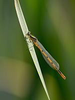 c1854. idlko kroukovan (Enallagma cyathigerum)