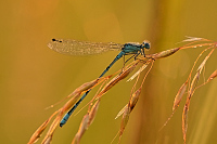 d0849. idlko kroukovan (Enallagma cyathigerum)