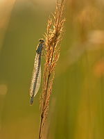 d0904. idlko kroukovan (Enallagma cyathigerum)