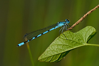 g0278. idlko kroukovan (Enallagma cyathigerum)