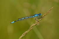 g0624. idlko kroukovan (Enallagma cyathigerum)