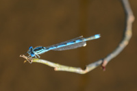 j0439. idlko Lindenovo (Erythromma lindenii) 