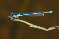 j0453. idlko Lindenovo (Erythromma lindenii) 