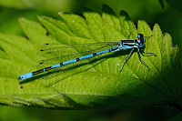 	9683.	 idlko pskovan (Coenagrion puella)