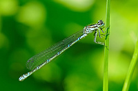 	9739.	 idlko pskovan (Coenagrion puella)
