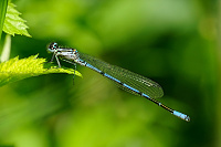	9747.	 idlko pskovan (Coenagrion puella)