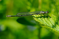 	9753.	 idlko pskovan (Coenagrion puella)