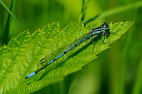 	9754.	 idlko pskovan (Coenagrion puella)