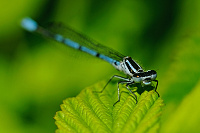 	9772.	 idlko pskovan (Coenagrion puella)