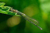 	9900.	 idlko pskovan (Coenagrion puella)