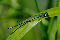 	9921.	 idlko pskovan (Coenagrion puella)