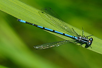 	9994.	 idlko pskovan (Coenagrion puella)