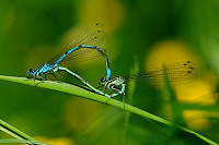 	A0026	 idlko pskovan (Coenagrion puella)