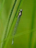 	A0137	 idlko pskovan (Coenagrion puella)
