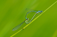 	A0566	 idlko pskovan (Coenagrion puella)