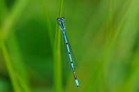 idlko pskovan (Coenagrion puella)