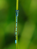 	A1824	 idlko pskovan (Coenagrion puella)