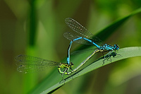 	A2591	 idlko pskovan (Coenagrion puella)