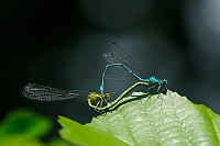 	A2611	 idlko pskovan (Coenagrion puella)