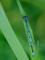 	A2668	 idlko pskovan (Coenagrion puella)
