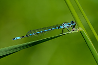 b0836 idlko pskovan (Coenagrion puella)