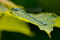 b0845 idlko pskovan (Coenagrion puella)