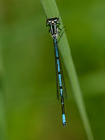 b0850 idlko pskovan (Coenagrion puella)