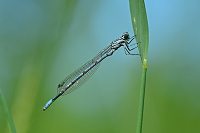 b0923 idlko pskovan (Coenagrion puella)