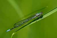 b0948 idlko pskovan (Coenagrion puella)