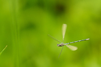 b1210 idlko pskovan (Coenagrion puella)