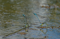 b2118 idlko pskovan (Coenagrion puella)